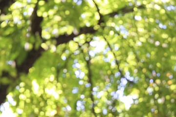 Trees blur background,fresh green leaves blurry,branch of trees blurred, light effect on leaves, bokeh background 