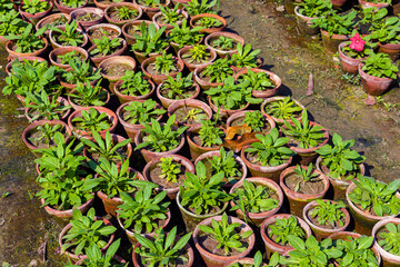 Small Young seedlings of plants in flower nursery.