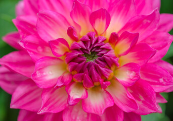 Close up of pink dahlia with water drop on the petal in the graden