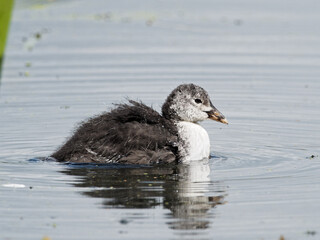 A juvenile Eurasian Coot (Fulica atra) showing its grey feathers whilst swimming and looking for food on Crime Lake at Daisy Nook Country Park in Oldham, Greater Manchester