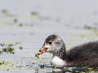 A juvenile Eurasian Coot (Fulica atra) showing its grey feathers whilst swimming and looking for food on Crime Lake at Daisy Nook Country Park in Oldham, Greater Manchester