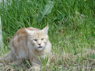 brutal cat in the grass