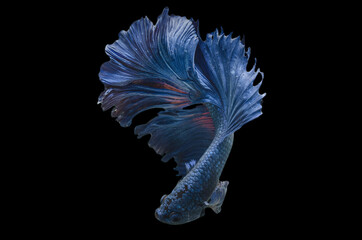 Rhythmic of Betta fish, siamese fighting fish betta splendens (Halfmoon Royal Blue betta ),isolated...