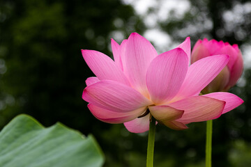 Fototapeta premium 蓮の花 埼玉県行田市 日本