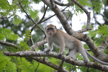 monkey