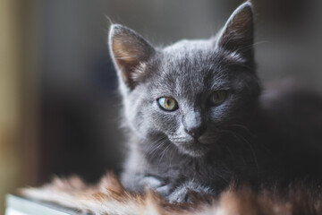 Young cute cat resting next to window.