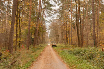 Karlsruhe road in autumn through forest with cart