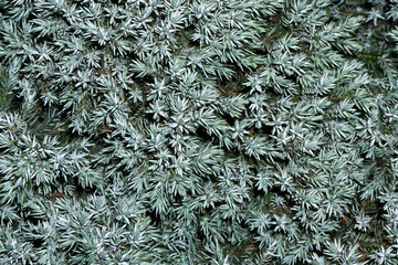Coniferous bush texture. Blue star juniper shrub background. Dwarf confier silver color needle.