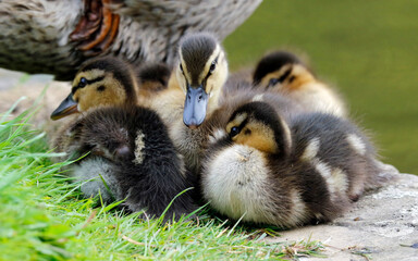 Newly hatched mallard ducklings on the side of the lake