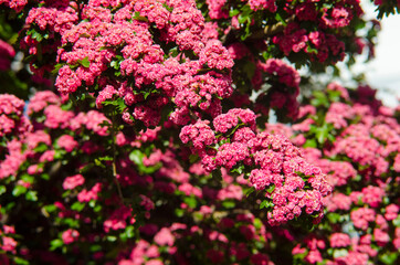 pink flowers in a garden