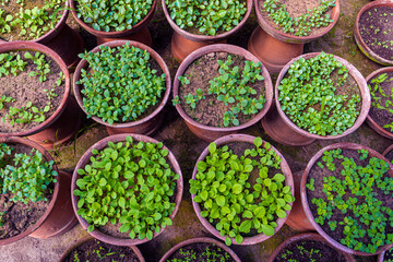 Small Young seedlings of plants in flower nursery.