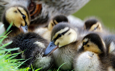 Newly hatched mallard ducklings on the side of the lake