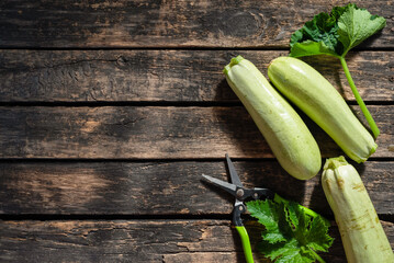 Zucchini fruit on wooden garden table background.