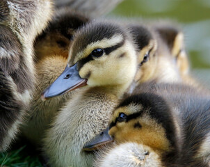 Newly hatched mallard ducklings on the side of the lake