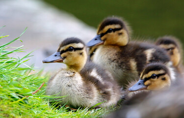 Newly hatched mallard ducklings on the side of the lake