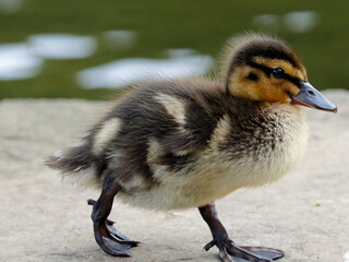 Newly hatched mallard ducklings on the side of the lake
