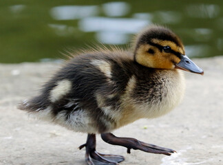 Newly hatched mallard ducklings on the side of the lake