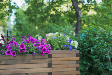 Fototapeta na wymiar petunia, amaranth, ageratum and lobelia flowers in wooden container flower pot outside in street cafe, outdoors planting landscaping, horizontal stock photo image background