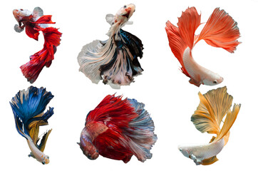 Fototapeta premium Mixed Rhythmic of Betta fish, siamese fighting fish betta splendens (Halfmoon betta ),isolated on white background.