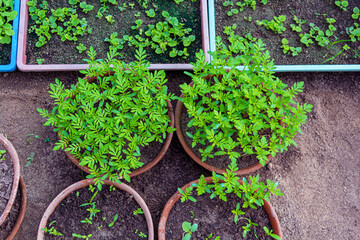 Small Young seedlings of plants in flower nursery.
