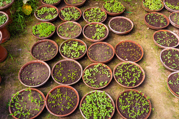 Small Young seedlings of plants in flower nursery.