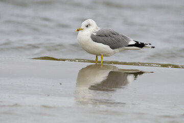 Sturmmöwe (Larus canus) im Herbst an der Ostsee	