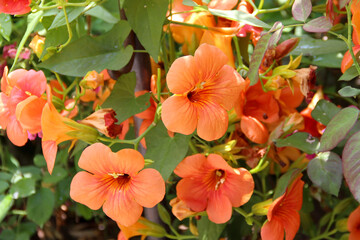 Closeup of the Chinese trumpet vine (Campsis grandiflora) flowers  © kargona