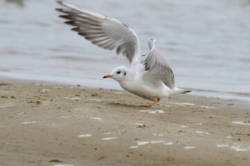 Lachmöwen im Herbst an der Ostsee	