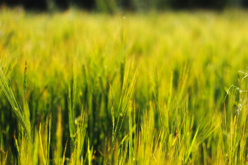 green wheat field
