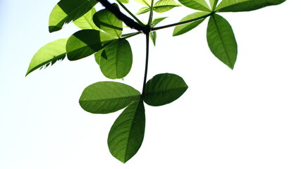The leaf of the Adansonia digitata baobab tree on a isolated white background