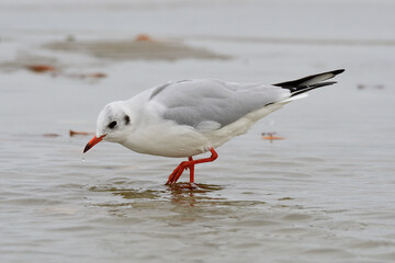 Lachmöwen im Herbst an der Ostsee