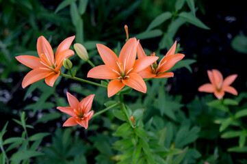 orange tiger lilly