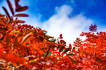 秋晴れの北アルプスで実ったナナカマドの実と真っ赤に紅葉した葉。旅行、旅先、シルバーウィーク、紅葉、黄葉。