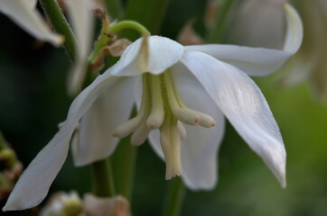 
flowering yucca in the summer garden