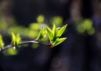 Wiosenne pędy © Joanna Posiak