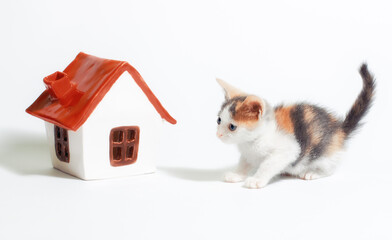 adoption of a tricolor kitten next to a little house with a red roof on white background
