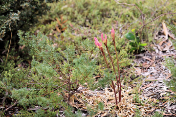 Jersey Lily (Amaryllis belladonna) in bud, South Australia