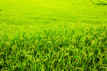 Rice Field in Pa Pong Pieng , Mae Chaem, Chiang Mai, Thailand