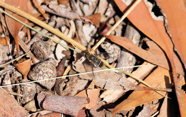 Banded Bee Fly (Villini) South Australia