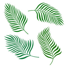 Fototapeta na wymiar Set of banana palm leaves design elements on white, stock vector illustration