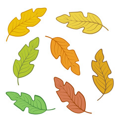 Set of colorful autumn oak leaves for design on white, stock vector illustration