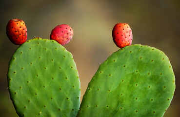 Cactus fruits