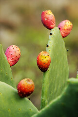 Cactus fruits