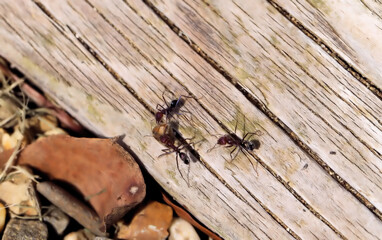 Meat Ants (Iridomyrmex purpureus) with prey, South Australia