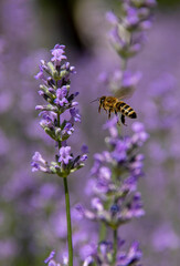 Pszczoła i lawenda
