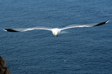 Fototapeta na wymiar Seagull, Gull, Gabiota; Islas Baleares.