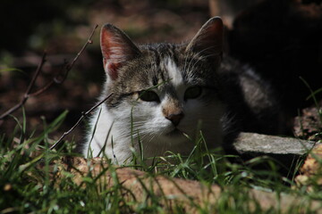 Obraz premium cat on the grass