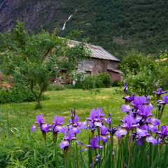 Rural landscape with irises and a wooden house on the background. Focus on the flowers on the first...