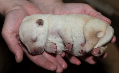 A newborn white puppy, in the hands of a man.