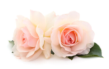 Fototapeta premium White beautiful roses.